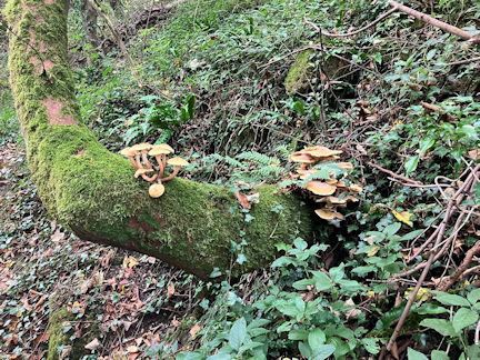 fungi